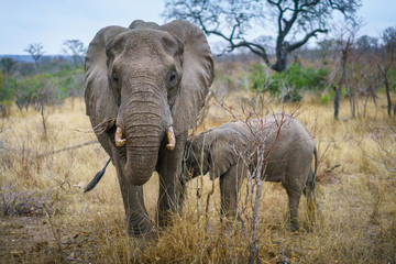 elephants in kruger national park, mpumalanga, south africa