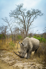 white rhino in kruger national park, mpumalanga, south africa