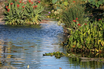 Pond with Flowers and Plants