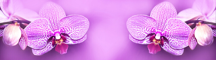 Beautiful panorama banner long background from pink orchid isolated on pink bokeh texture
