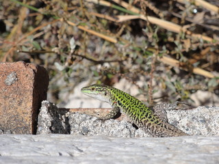 Grüne Salamander Echse Eidechse auf Sizilien Italien