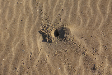 Fototapeta na wymiar Krabbelspuren von Strandkrabben an einem Sandstrand
