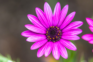 Obraz premium Close up view of magenta Osteospermum