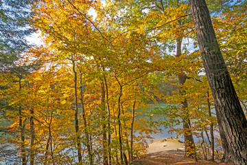 Fototapeta premium Heading to the Lakeshore Through a Canopy of Gold