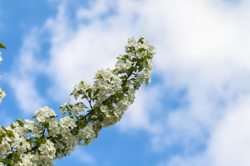Blooming Chinese crab in spring