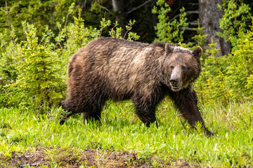 grizzly bear  walking on edge of forest woods 