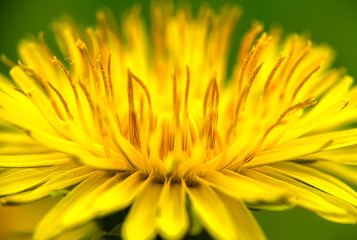 Fototapeta premium Dandelion yellow flower closeup macro