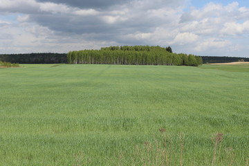 Forest and field in Poland