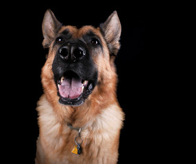 German Shepherd smile