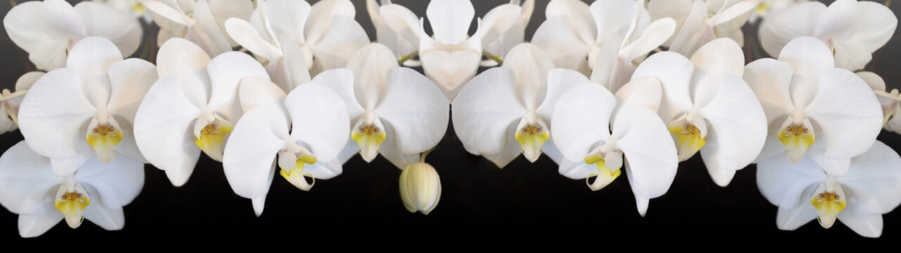 Beautiful white orchids isolated on black background panorama banner long