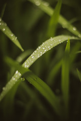 Macro of Water Drops on Leaves