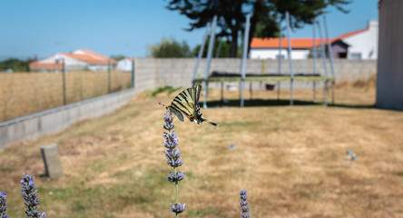 butterfly Iphiclides podalirius flying in a lavender foot in summer