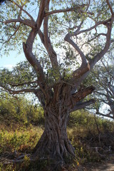 Hughe tree