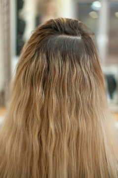 Blonde Hair With Unpainted Roots, View From The Back In A Beauty Salon