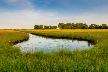 Landscape in the Netherlands. Schraallanden is a rare botanically rich grasslands area with flowering gentian and peat fluff. Nature reserve near city of Bodegraven