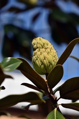 Immergr&uuml;ne Magnolia grandiflora Blatt und Frucht