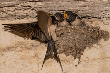 Barn swallows (Hirundo rustica) in the nest.