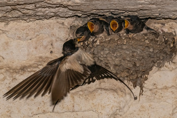 Barn swallows (Hirundo rustica) in the nest.