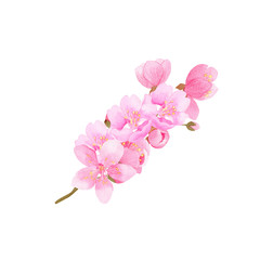 pink sakura isolated on white background