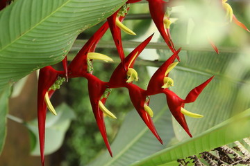 Helicônia rostrata, bananeira de brejo