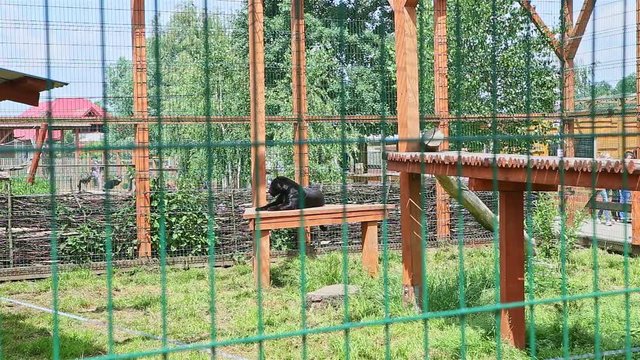 wild black panther sits on height wooden table