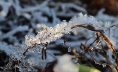 Ice on a branch