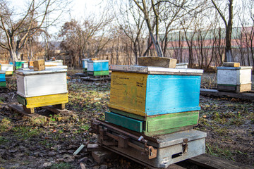 Standing on scales of a control hive with family of honeybees. Determining stock of conrms and...
