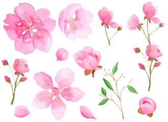 Set of pink Sakura flowers with white background 