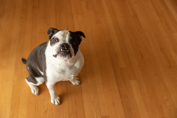 A bulldog mix with an underbite sitting on hardwood floors