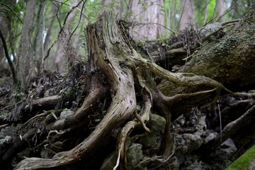 dead tree in a forest with exposed roots