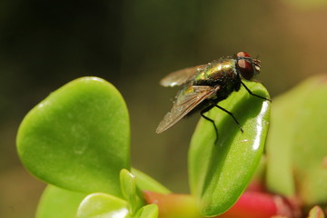 mosca descansando en planta