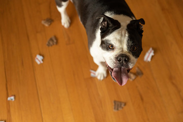A bulldog mix that has destroyed a cardboard box
