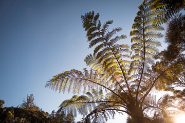 Looking up at fern trees in native bush, New Zealand © Skyimages
