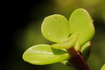 closeup a planta de hoja gruesa