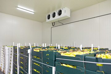 Green Peppers Fridge