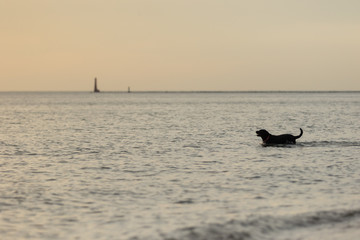 Fototapeta premium A dog wading in shallow water near a lighthouse on lake Michigan