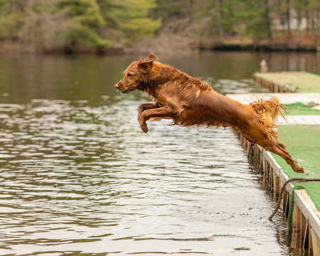 A retriever leaping off a dock into a lake