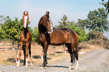  Marwari mare with her foal posing in garden. Gujarat, India