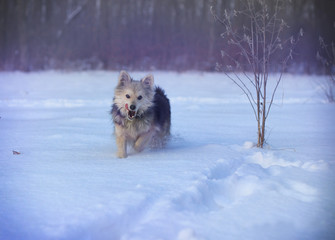 dog on the street in winter in cold weather. portrait of a pet on a beautiful background. New Year's Christmas motive. stock photo
