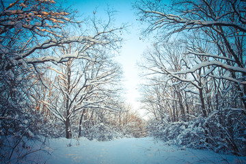 Winter landscape Snow-covered road in the forest. Cold Siberia. New Year's, Christmas view. Morning in the nature