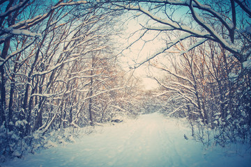 Winter landscape Snow-covered road in the forest. Cold Siberia. New Year's, Christmas view. Morning in the nature