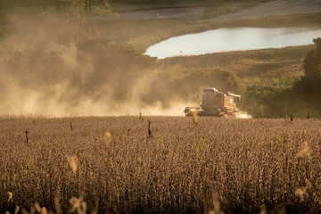 Fototapeta na wymiar soy harvest