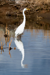 Great Egret In Nevada Swan Lake 