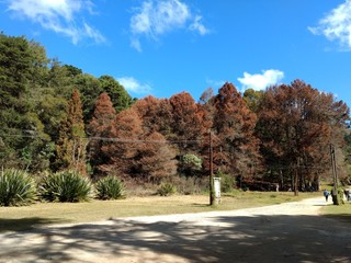 Naklejka premium paulista autumn
