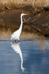 Great Egret In Nevada Swan Lake 5