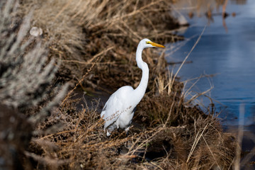 Great Egret In Nevada Swan Lake 3