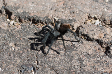spider