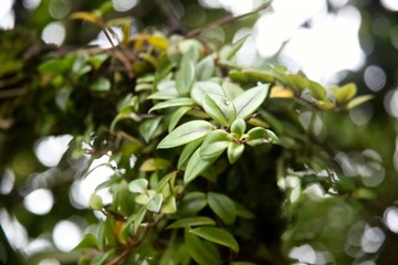 Obraz premium Tiny leafs