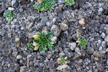 parque nacional nevado de colima