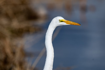 Great Egret In Nevada Swan Lake 2
